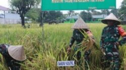 Kodim 1426 Takalar menggelar panen raya padi di Kalabbirang sebagai upaya memperkuat ketahanan pangan, menekan inflasi, dan meningkatkan kesejahteraan petani.