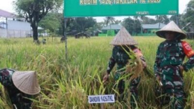 Panen Raya Padi, Kodim 1426 Takalar Perkuat Ketahanan Pangan dan Tekan Inflasi
