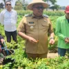 Jejak Pemimpin di Tengah Petani, Daeng Manye Panen Cabai di Moncongkomba