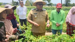 Jejak Pemimpin di Tengah Petani, Daeng Manye Panen Cabai di Moncongkomba