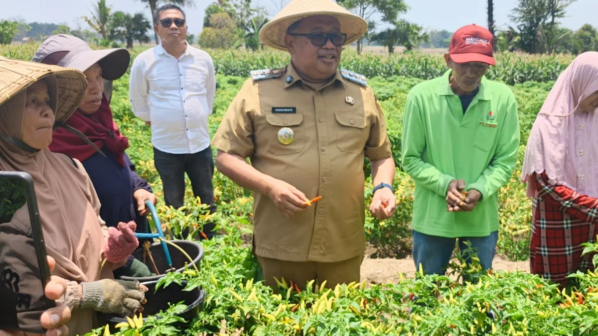 Jejak Pemimpin di Tengah Petani, Daeng Manye Panen Cabai di Moncongkomba